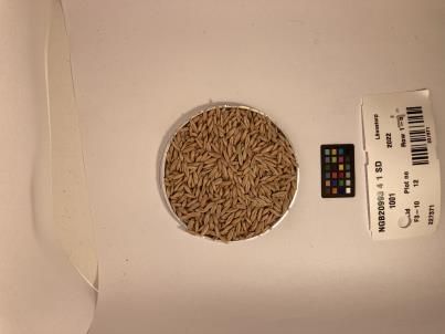 Click for 1 image(s) for this accession. SEED